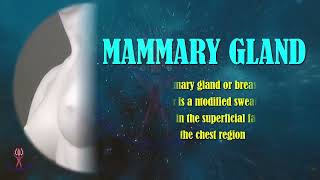 Mammary Gland Unveiled Key Anatomy and Clinical Implications [upl. by Khano]