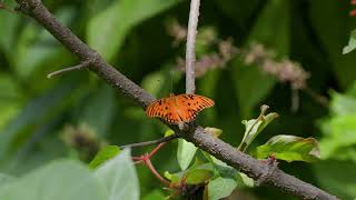 Freshly emerged Gulf Fritillary butterfly [upl. by Doralynn220]