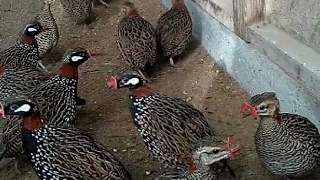 Black Francolin voice 2 Francolin calling his mate توراش فرانكولين الغناء [upl. by Ytok]