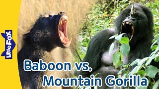 Baboon vs Mountain Gorilla  Difference between Monkeys vs Apes  Wildlife Animals  Little Fox [upl. by Seyer]