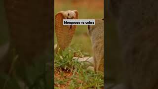 Mongoose vs cobracobra animals [upl. by Niarb197]