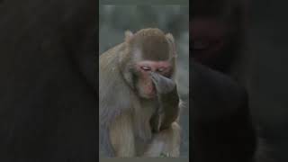 nature  Monkey  animal  forest  beautiful scenery  relaxing clip  PT 22  EP 7  🐵🐒🏞️🌄🤩😍🥰❤️💕 [upl. by Jordans]