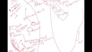 BIO409509 Wnt and Myc signaling pathway [upl. by Grenville551]