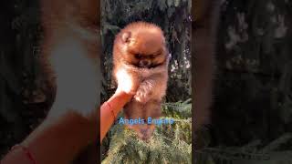 Mini Pomeranian baby face angelsempire lpomeranian pom cute pets puppy [upl. by Bay]