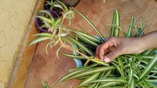 Spider Plant  How To Propagate Spider plant  nurserylive [upl. by Nirahs788]