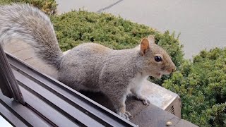 Squirrel sounds and their meanings [upl. by Annayoj]