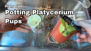 Potting Platycerium Pups  Ep115 [upl. by Alleon]