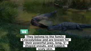 Crocodiles WORLD THINGS AND CREATURES [upl. by Artimid]