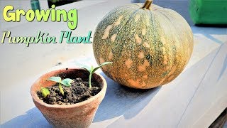 HOW TO GROW PUMPKIN PLANT VERY EASILY AT HOME [upl. by Brook]