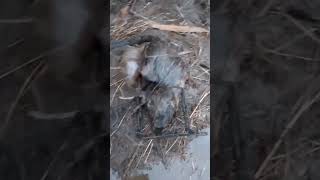 Two muskrats one spot viralshort trapping muskrat trapper trapperj [upl. by Diet304]