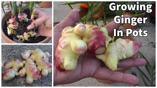 Urban farming  How to Grow Ginger in Containers [upl. by Dillie605]