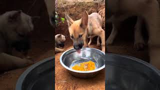 It is definitely a small native dog for dogs to eat Chinese Pastoral Dog Dog Dog Eats [upl. by Ellenet]