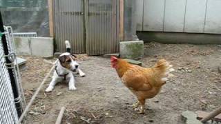 Jack russell terrier vs Chicken：LOLO vs Kung fu chicken [upl. by Ellyn611]