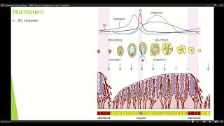 Klas 4 VWO Thema 2 Voortplanting amp seksualiteit basisstof 3 Hormonen deel 3 [upl. by Tillo]