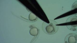 Dechorionating zebrafish embryos [upl. by Cirted348]