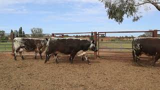 Dueran cows and calves [upl. by Danete]