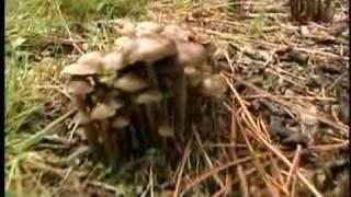 The Hunt for Wild Magic Mushrooms 4 of 4 [upl. by Muncey]