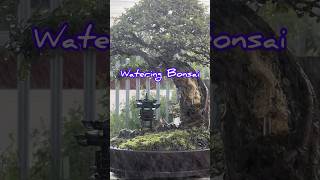 Watering Bonsai [upl. by Schubert750]