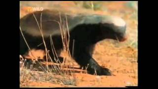 Honey Badger Narrates El Loco Antipáticoburro Tejon de Miel original narración de Randall [upl. by Oona754]