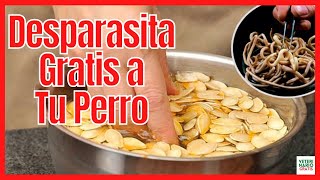 🔔 CÓMO DESPARASITAR A UN PERRO SIN PASTILLAS 🔔 USANDO SEMILLAS DE CALABAZA [upl. by Aemat]