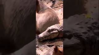 capybara farts in crocodiles mouth [upl. by Kirkpatrick]