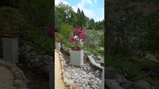 Bougainvillea Pink pixie Veranera Trinitaria Santa Rita Bonsai en flor [upl. by Sillihp]