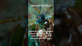 Mantis Shrimp Unique Skill [upl. by Rabaj]