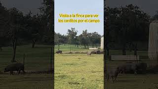 Cerdos ibéricos cebo de campo de madre ibérica pura y de duroc en la finca de crianza de Abrasador [upl. by Sofie]