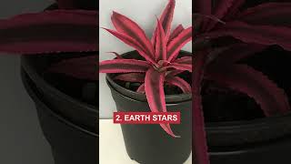 7 Best Bromeliads Anyone Can Grow Easily Indoors plants [upl. by Gaspard]