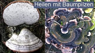 Heilen mit Baumpilzen  Birkenporling Zunderschwamm und Schmetterlingstramete [upl. by Yarazed]