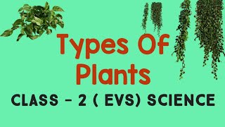 Types of Plants  Grade  II  CBSE [upl. by Airak]