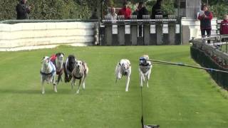 Hubertusrennen Oberhausen 181010 Magyar Agar gemischt 480m Final Lauf 94 [upl. by Otnas]