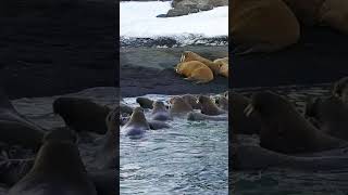 Exploring the Wild World of Walruses in One Day [upl. by Pleasant]