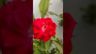 Rose flower  winter growth on terrace  give more nutrient rose terracegardeningathome nature [upl. by Alguire830]