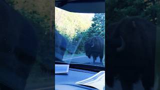 Wild Bisons and Grizzly Bears in Yellowstone Park USA usa yellowstone wildanimals cuteanimals [upl. by Elleinad]