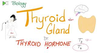 The Thyroid Gland and the Thyroid Hormone T3 amp T4  Endocrine System [upl. by Chubb]