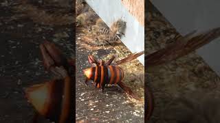 Even in Death Giant Hornet Frightens the Japanese Honeybees [upl. by Ynaffik629]