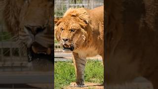 Ligers and Tigons 🦁 The RAREST Big Cats [upl. by Milla]