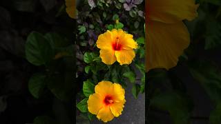 Beautiful flowers Rose  nature HD video  Quran recitation Surah Rahman Sheikh Shuraim status [upl. by Sidalg]