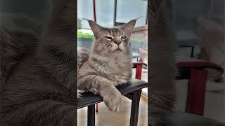 Ce Chat estil vraiment Le Roi Des Chats  mainecoon roi funnycats [upl. by Anitsud]