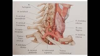 VÍDEO AULA DE ANATOMIA TOPOGRÁFICA DE PESCOÇO PARTE 2  TRÍGONO ANTERIOR [upl. by Jerusalem]