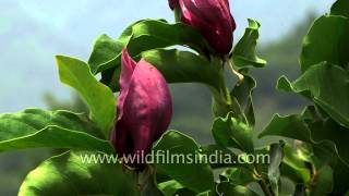 Magnolia grandiflora and solangeana flowering in Srinagar [upl. by Oilut]