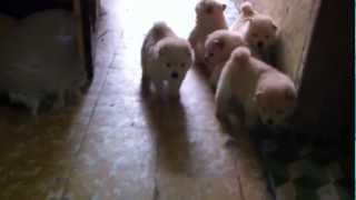 PERRITOS CHOW CHOW BLANCOS [upl. by Emmeline]