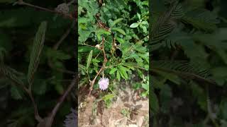 Mimosa pudica sensitive plant is a creeping Perennial flowering plant Family Fabaceae [upl. by Eimarrej]