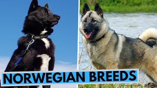 All Norwegian Dog Breeds List [upl. by Sharman]