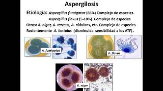 11 Micosis oportunistas [upl. by Negaet]