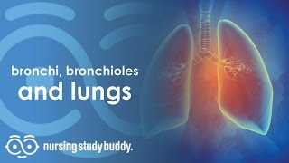 Bronchi Bronchioles and Lungs  Nursing Study Buddy Video Library  FULL LENGTH VIDEO [upl. by Anailil]