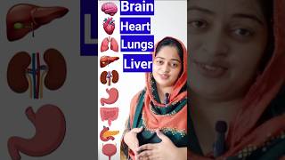 Human Body Internal ORGANS  English Vocabulary [upl. by Ahseei]