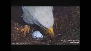 Bald Eagle Audacity Lays Her First Egg in 2024 Compilation 02022024 exploreorg [upl. by Yhtnomit]