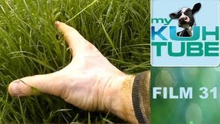 Wie Kühe Gras fressen  My KuhTube Film 31 [upl. by Buffum279]